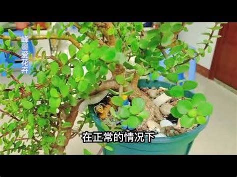 金枝玉叶植物英文|金枝玉葉